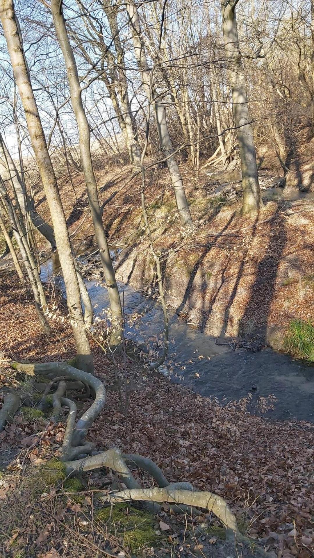 Ferienhaus An Der Brunnenaue 4 Sterne, E-Ladestation Am Haus, Wlan, Netflix, Garten Sagard Dış mekan fotoğraf
